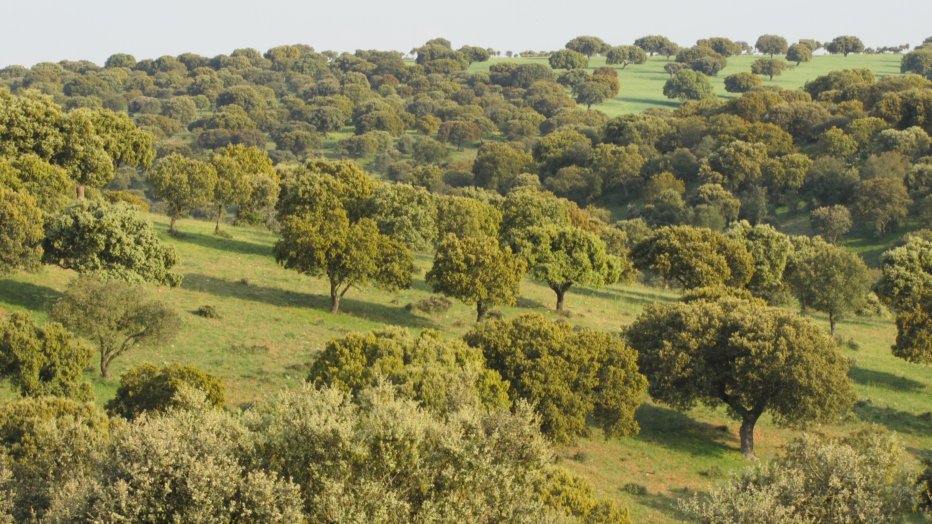 Convocatoria de prácticas del programa «Campus Rural»